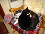 Maxine's two cats